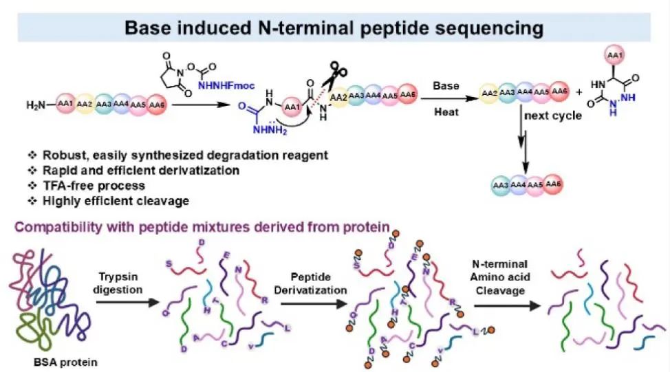Base-Induced N-Terminal Peptide Sequencing Method