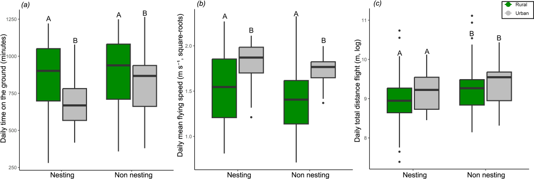 How Urbanization Shapes Bird Behavior: A Study on the Differences in Mobility and Exploration of Spur-Winged Lapwings