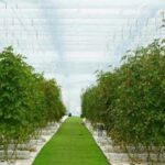 Intelligent Plant Factory in Haining Utilizing AI and Robotics!
