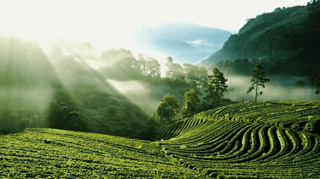 The Rising Star of the Tea Industry: How Guangyuan Yellow Tea Takes Center Stage