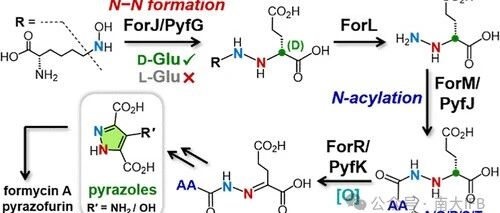 Revision of the Formycin A and Pyrazofurin Biosynthetic Pathways Reveals Specificity for D‑Glutamic Acid and a Cryptic N‑Acylation Step During Pyrazole Core Formation