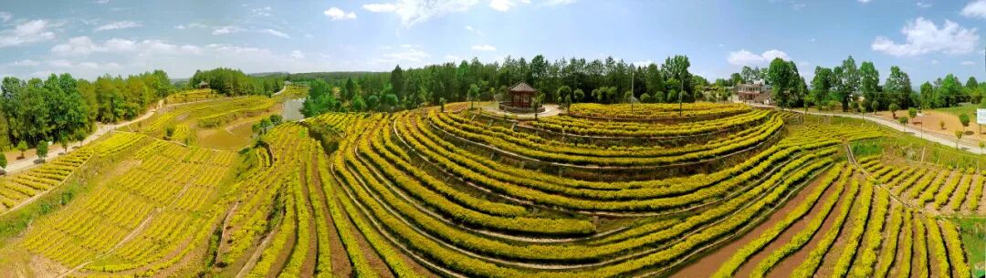 The Rising Star of the Tea Industry: How Guangyuan Yellow Tea Takes Center Stage