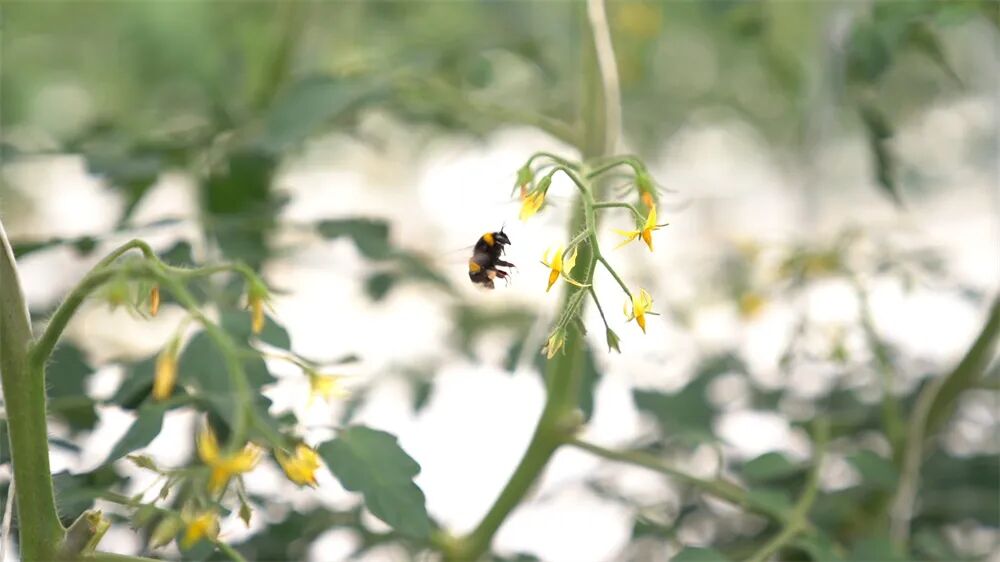Intelligent Plant Factory in Haining Utilizing AI and Robotics!