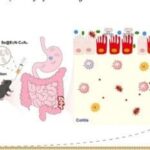 Triple-Functional Probiotics with Intracellularly Synthesized Selenium Nanoparticles for Colitis Therapy by Regulating the Macrophage Phenotype and Modulating Gut Microbiota