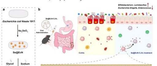 Triple-Functional Probiotics with Intracellularly Synthesized Selenium Nanoparticles for Colitis Therapy by Regulating the Macrophage Phenotype and Modulating Gut Microbiota