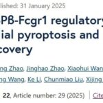 Blocking the C/EBPβ-Fcgr1 Regulatory Axis Inhibits Microglial Pyroptosis and Improves Neurological Recovery