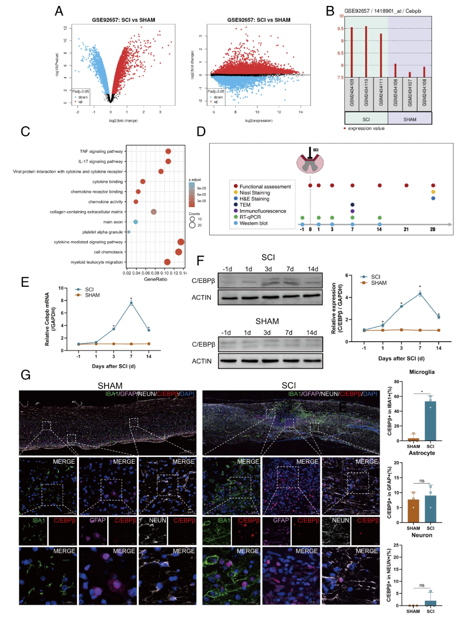 Blocking the C/EBPβ-Fcgr1 Regulatory Axis Inhibits Microglial Pyroptosis and Improves Neurological Recovery