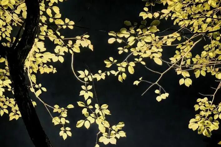 Campus Bluetooth Connected! Listen to the Melodies Hidden in the Playlist of Nanjing Medical University