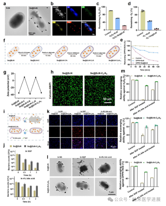 Triple-Functional Probiotics with Intracellularly Synthesized Selenium Nanoparticles for Colitis Therapy by Regulating the Macrophage Phenotype and Modulating Gut Microbiota