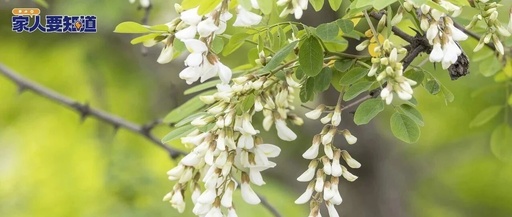 Vitamin C is Ten Times More Abundant in Flower Buds! Recently, It's Recommended to Eat More of This Flower
