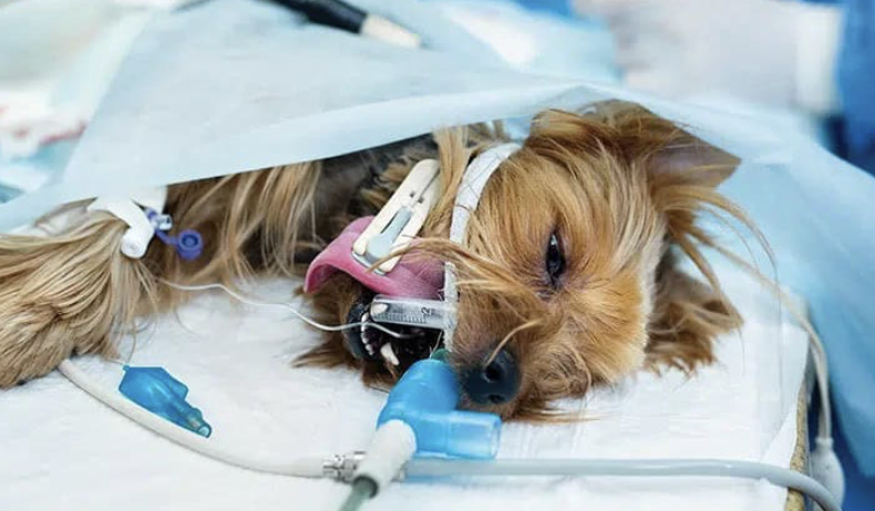 Veterinary Manual | PropofolVet Multidose (Propofol) - Anesthesia for Dogs!