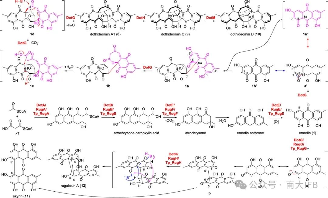 Biosynthesis of Dothideomins Reveals a Fungal P450 That Constructs the Tricyclo[5.2.2.0.4,8]undecane-Imbedded Core Skeleton