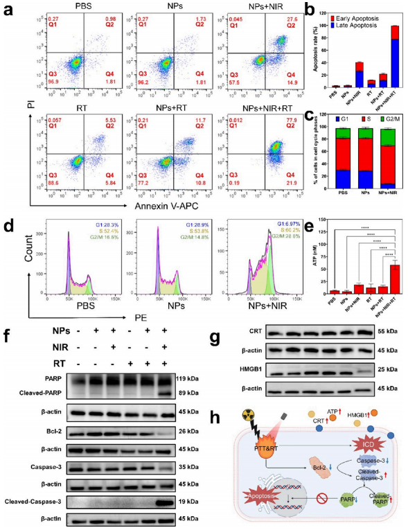 Organic Radiosensitizer with Aggregation-Induced Emission Characteristics for Tumor Ablation through Synergistic Apoptosis and Immunogenic Cell Death