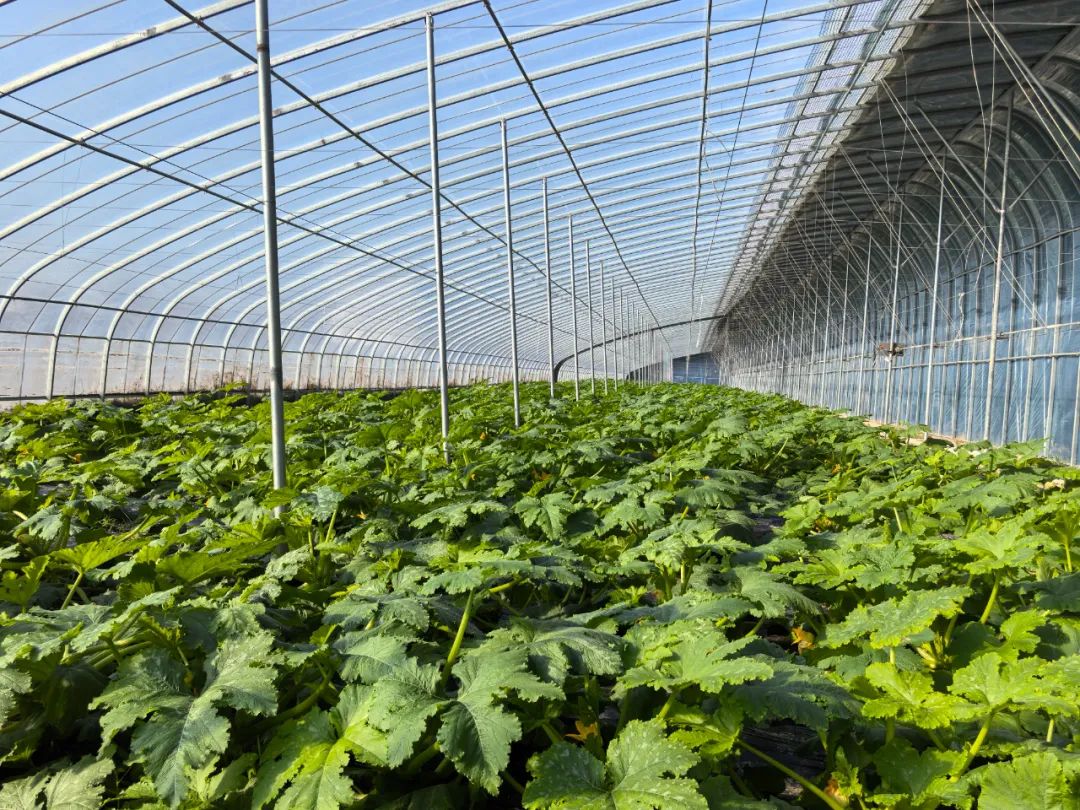 IoT Sensors: How the 'Invisible Steward' Works in Agriculture