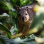 Mojo Officially Released: 68,000 Times Faster than Python! A Major Upgrade for the Python Ecosystem