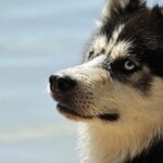 Rust is Highly Valued! AWS Hires Co-Lead of Rust Compiler Team
