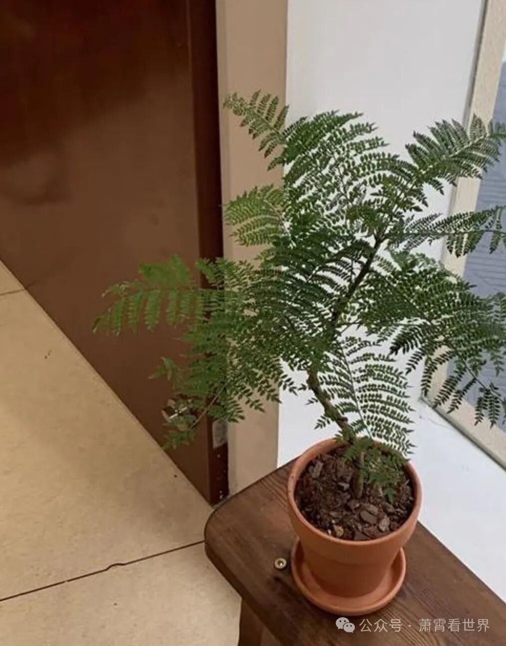 Must-See for Small Apartments! 5 Mini Green Plants to Brighten Your Desk and Heal Your Day!