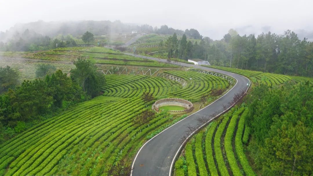 The Rising Star of the Tea Industry: How Guangyuan Yellow Tea Takes Center Stage