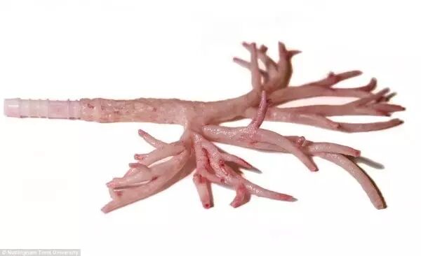 3D Printed Human Models for Surgical Training