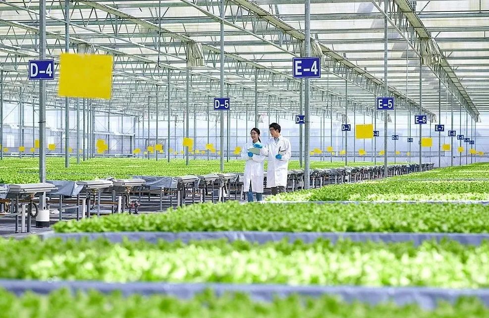 IoT Sensors: How the 'Invisible Steward' Works in Agriculture