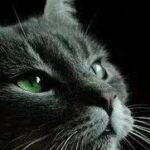 Commonly Used Ansible Modules