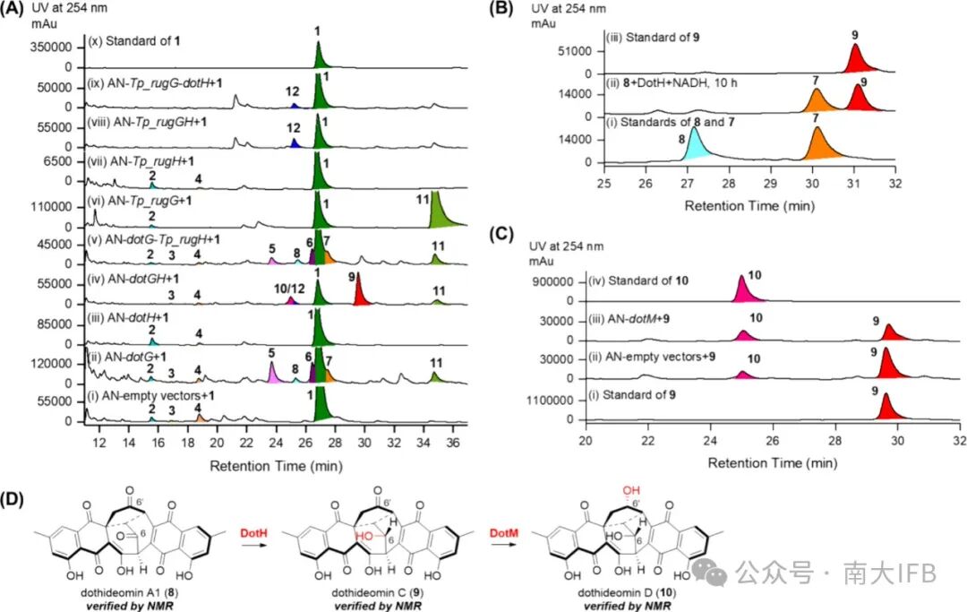 Biosynthesis of Dothideomins Reveals a Fungal P450 That Constructs the Tricyclo[5.2.2.0.4,8]undecane-Imbedded Core Skeleton