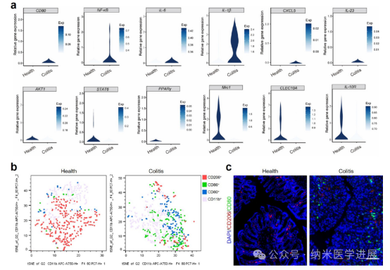 Triple-Functional Probiotics with Intracellularly Synthesized Selenium Nanoparticles for Colitis Therapy by Regulating the Macrophage Phenotype and Modulating Gut Microbiota