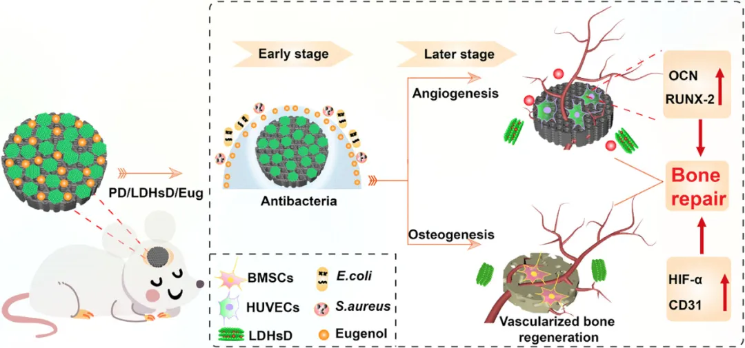 Professor Luo Binghong's Team from Jinan University Publishes in ACS Nano: Multifunctional 3D Printed Scaffolds with Spatiotemporal Drug Release Functions for Bone Regeneration