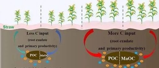 Regulation of Soil Organic Carbon Physical Fraction Sequestration by Phosphorus Fertilizer Input Level through Microbial Community Influence