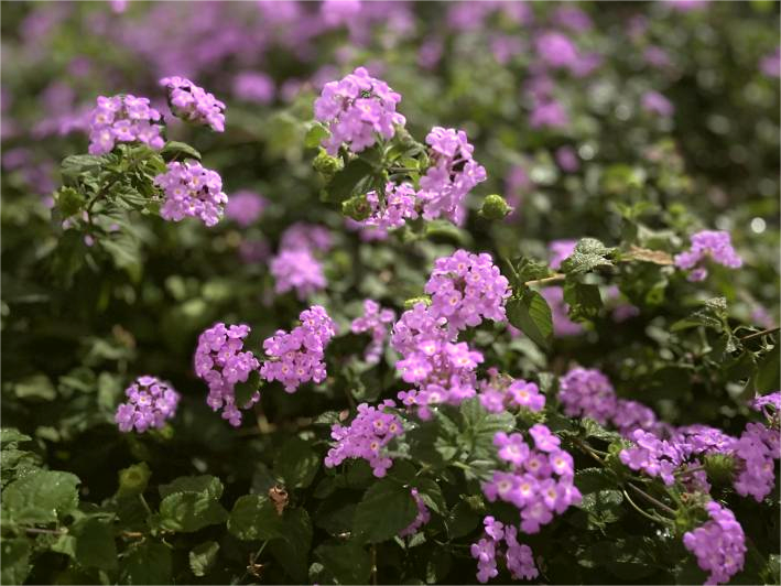 Campus Bluetooth Connected! Listen to the Melodies Hidden in the Playlist of Nanjing Medical University