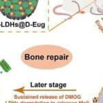 Professor Luo Binghong's Team from Jinan University Publishes in ACS Nano: Multifunctional 3D Printed Scaffolds with Spatiotemporal Drug Release Functions for Bone Regeneration