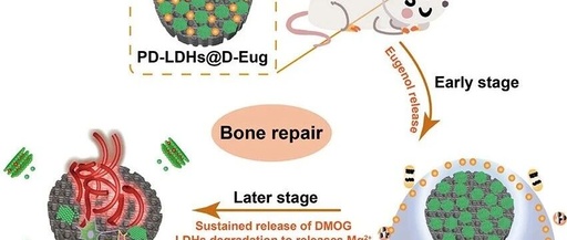 Professor Luo Binghong's Team from Jinan University Publishes in ACS Nano: Multifunctional 3D Printed Scaffolds with Spatiotemporal Drug Release Functions for Bone Regeneration