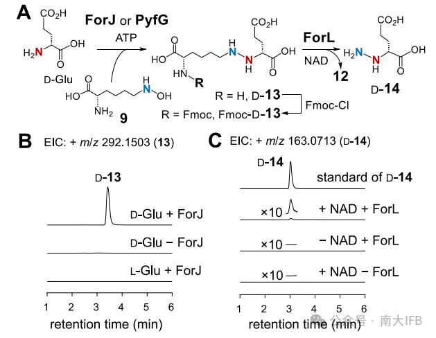 Revision of the Formycin A and Pyrazofurin Biosynthetic Pathways Reveals Specificity for D‑Glutamic Acid and a Cryptic N‑Acylation Step During Pyrazole Core Formation