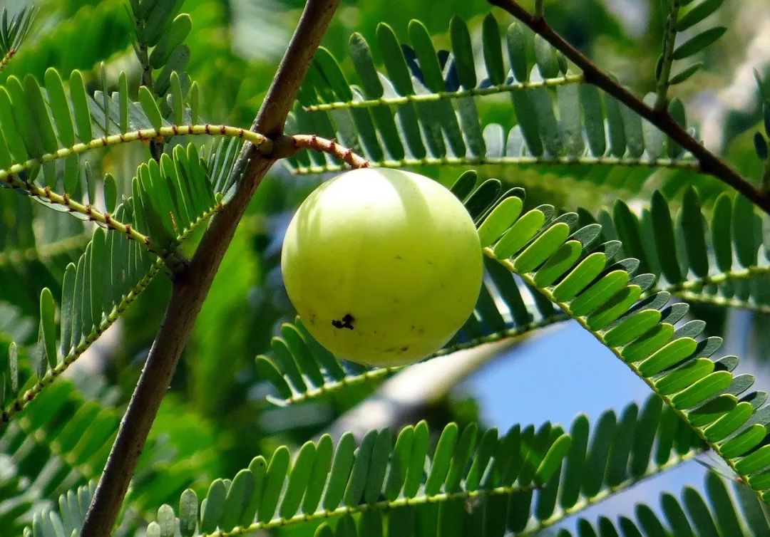 Can This Fruit with Low Sugar and High Vitamin C Help with Weight Loss?