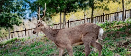 Linux | The Little Thing About Passwordless SSH Login