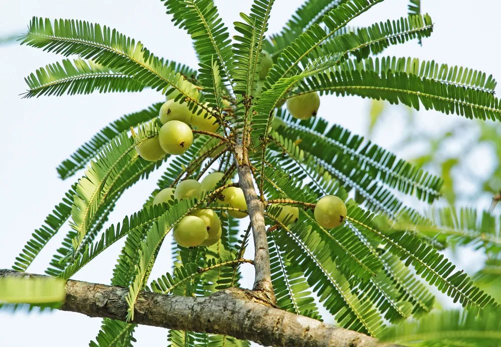 Can This Fruit with Low Sugar and High Vitamin C Help with Weight Loss?