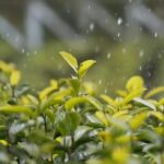 The Rising Star of the Tea Industry: How Guangyuan Yellow Tea Takes Center Stage