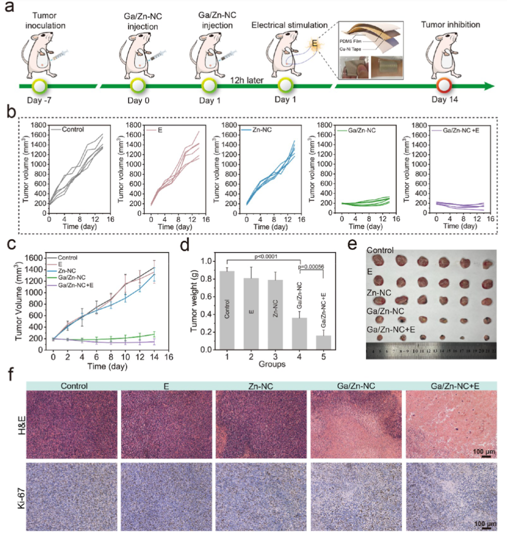 Synergizing Catalysis with Post-catalysis Pseudo-Iron Release by Building Dynamic Catalytic Active Sites in Diatomic Nanozymes for Boosting Cancer Therapy