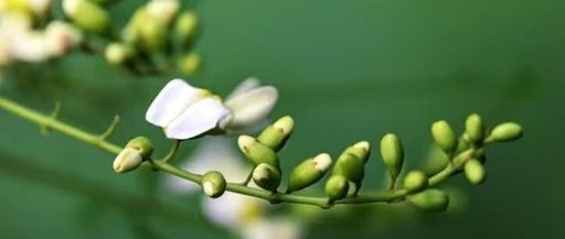 Vitamin C is Ten Times More Than Apples! During the Grain Rain Season, It's Recommended to Eat This Flower, Nutritious and Delicious!