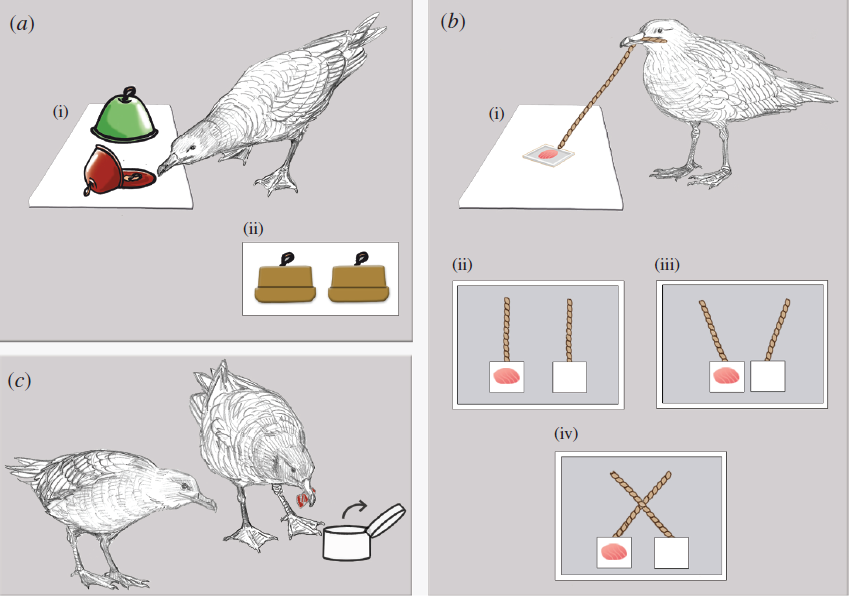 Female Antarctic Skuas Excel in Problem Solving and Novelty Acceptance