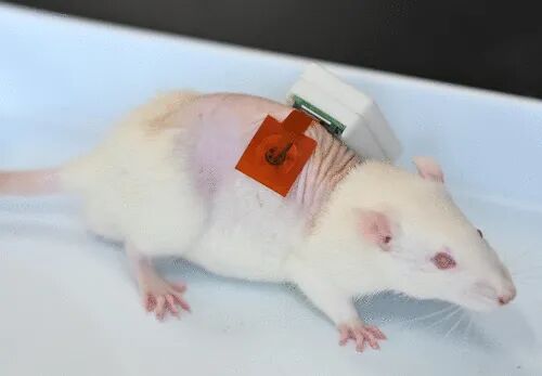 ACS Nano: A Fully Integrated Wearable Biomimetic Microfluidic Wound Tracker for In Situ Dynamic Monitoring of Wound Exudate Oxygen