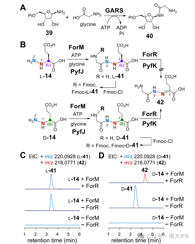 Revision of the Formycin A and Pyrazofurin Biosynthetic Pathways Reveals Specificity for D‑Glutamic Acid and a Cryptic N‑Acylation Step During Pyrazole Core Formation