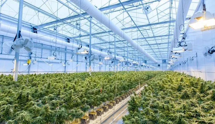 IoT Sensors: How the 'Invisible Steward' Works in Agriculture