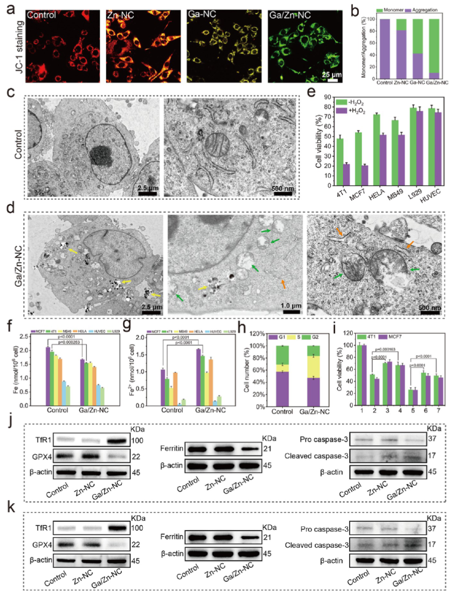 Synergizing Catalysis with Post-catalysis Pseudo-Iron Release by Building Dynamic Catalytic Active Sites in Diatomic Nanozymes for Boosting Cancer Therapy