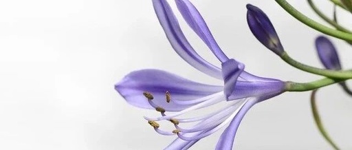 Exiv2: A Powerful C++ Library for Image Metadata Processing