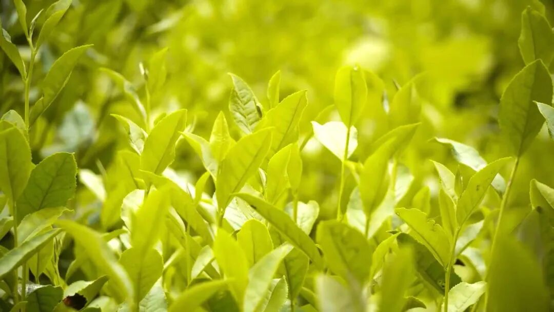 The Rising Star of the Tea Industry: How Guangyuan Yellow Tea Takes Center Stage