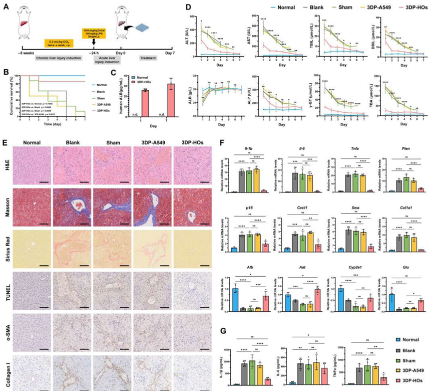 3D Bioprinting of Hepatic Organoids for the Treatment of Liver Failure