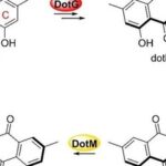 Biosynthesis of Dothideomins Reveals a Fungal P450 That Constructs the Tricyclo[5.2.2.0.4,8]undecane-Imbedded Core Skeleton