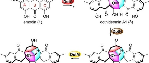 Biosynthesis of Dothideomins Reveals a Fungal P450 That Constructs the Tricyclo[5.2.2.0.4,8]undecane-Imbedded Core Skeleton