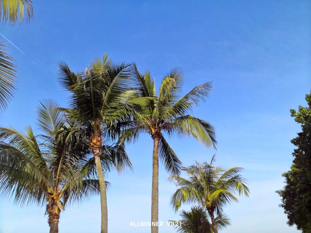 Allwinner Technology Takes the Lead